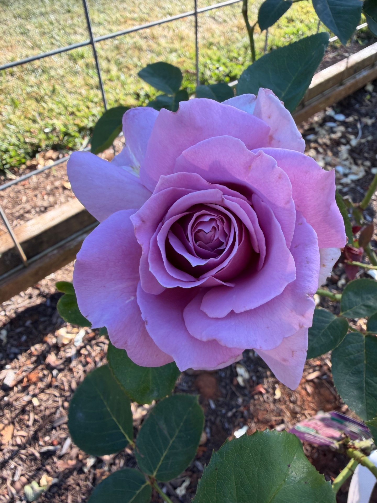 A large open Love Song rose in bright sunlight, petals a clear lavender-pink with a tucked, spiraled center.