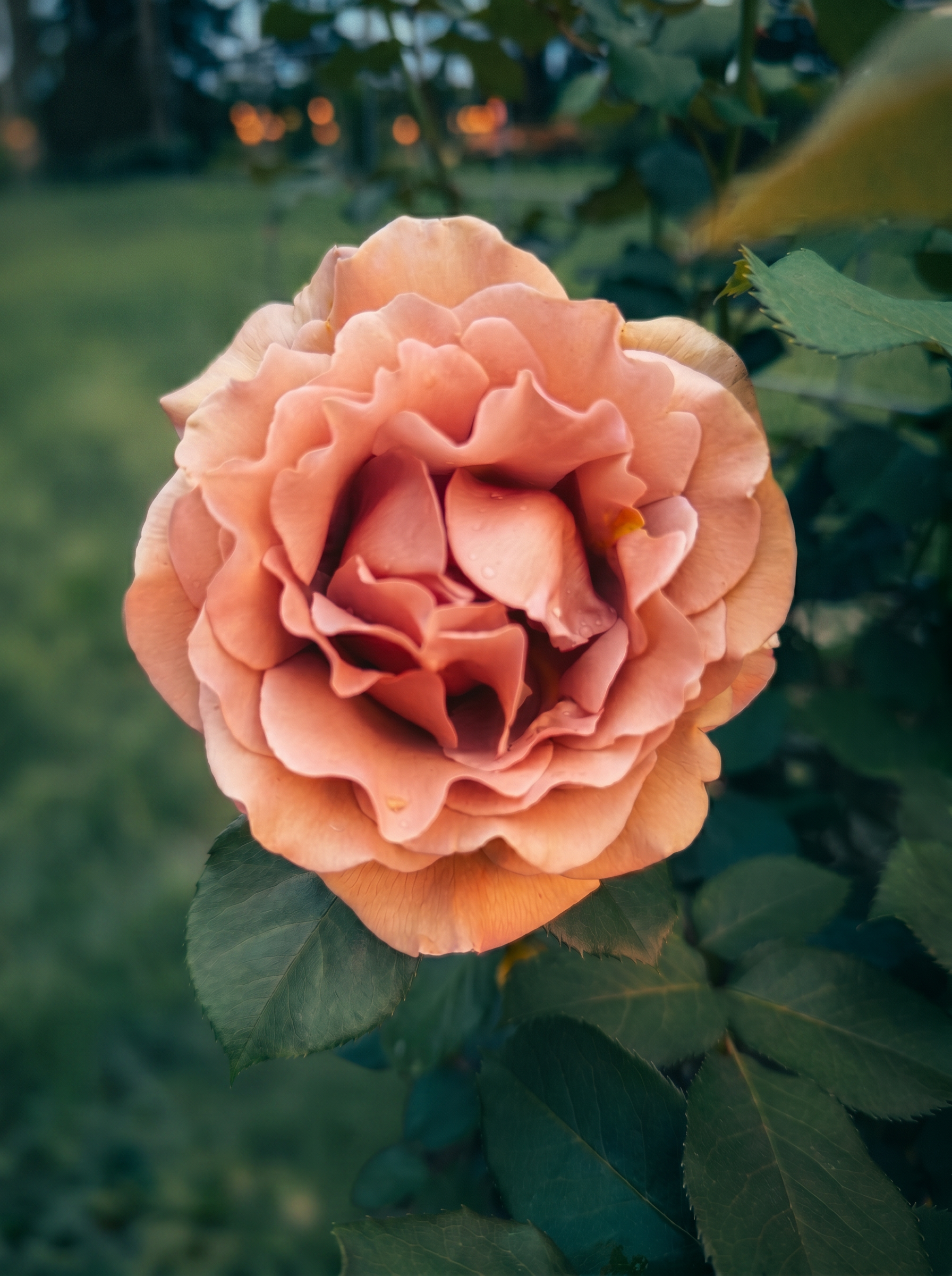 A ruffled coral-mocha Koko Loko rose photographed in golden evening light with bokeh in the background.