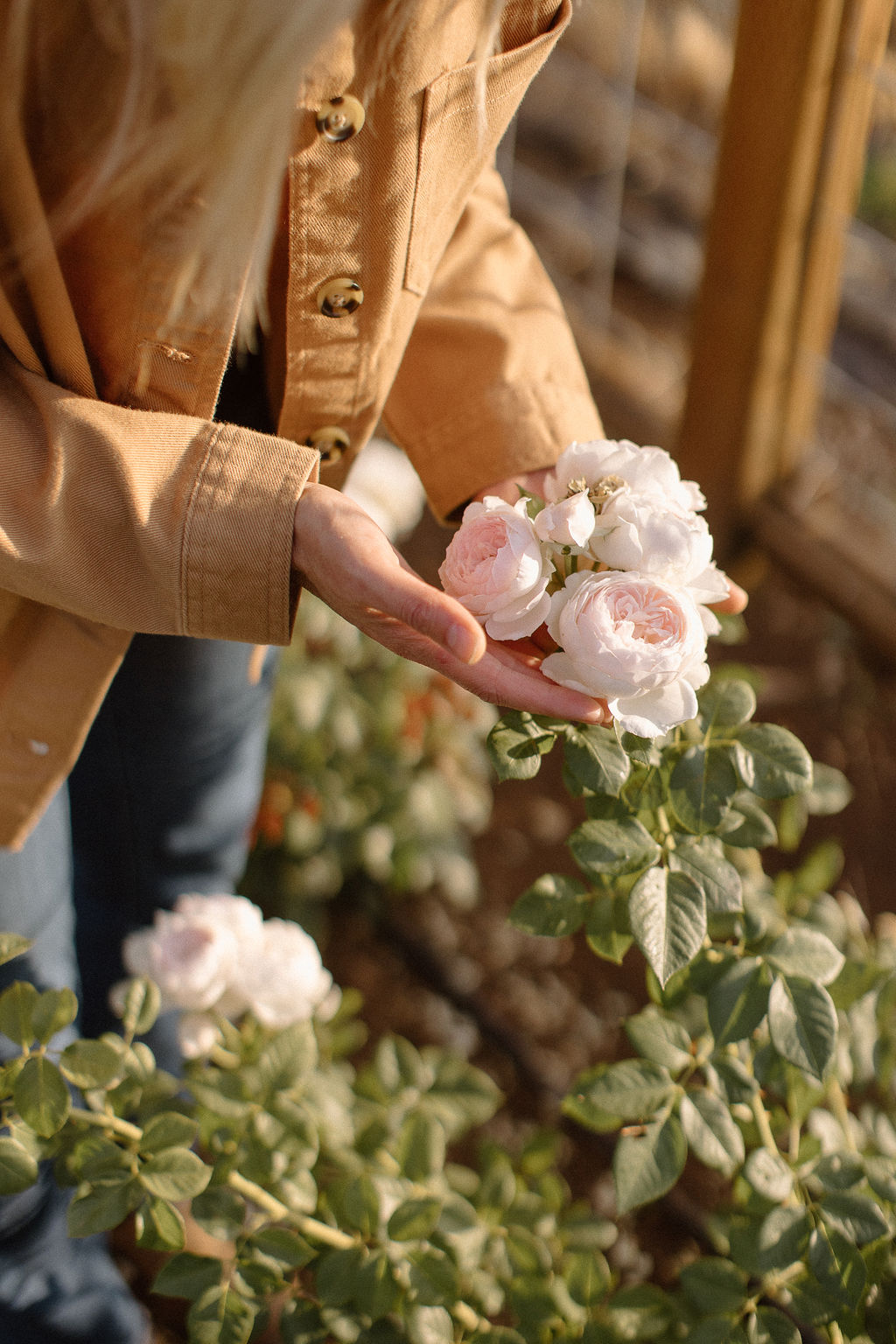 Hands gently holding a cluster of garden roses