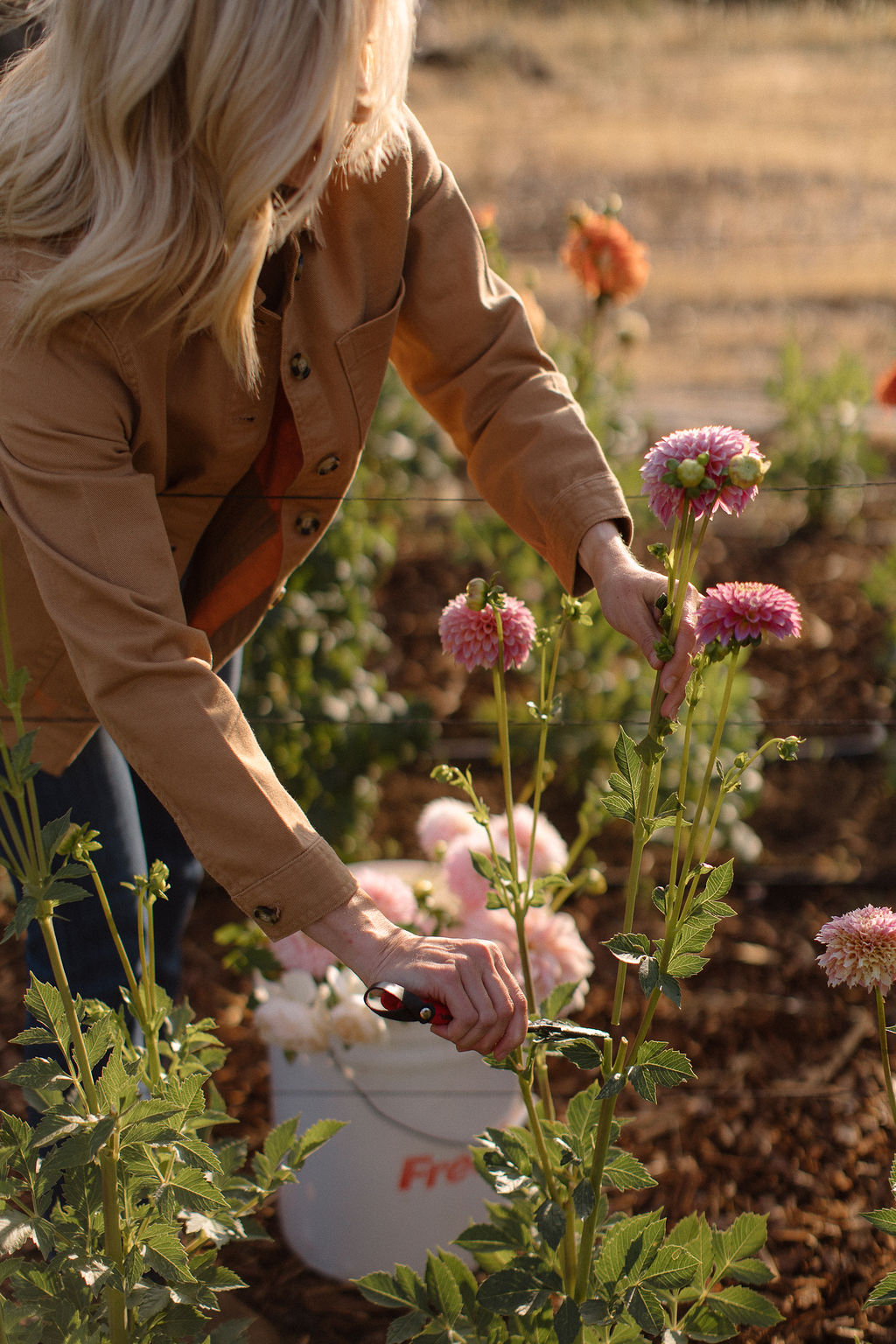 The dahlia year: not-so-easy steps to a patch that keeps giving
