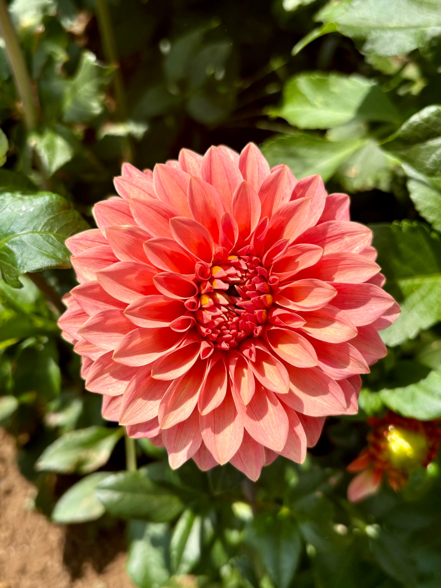 A coral pink decorative dahlia with fully double, slightly twisted petals.