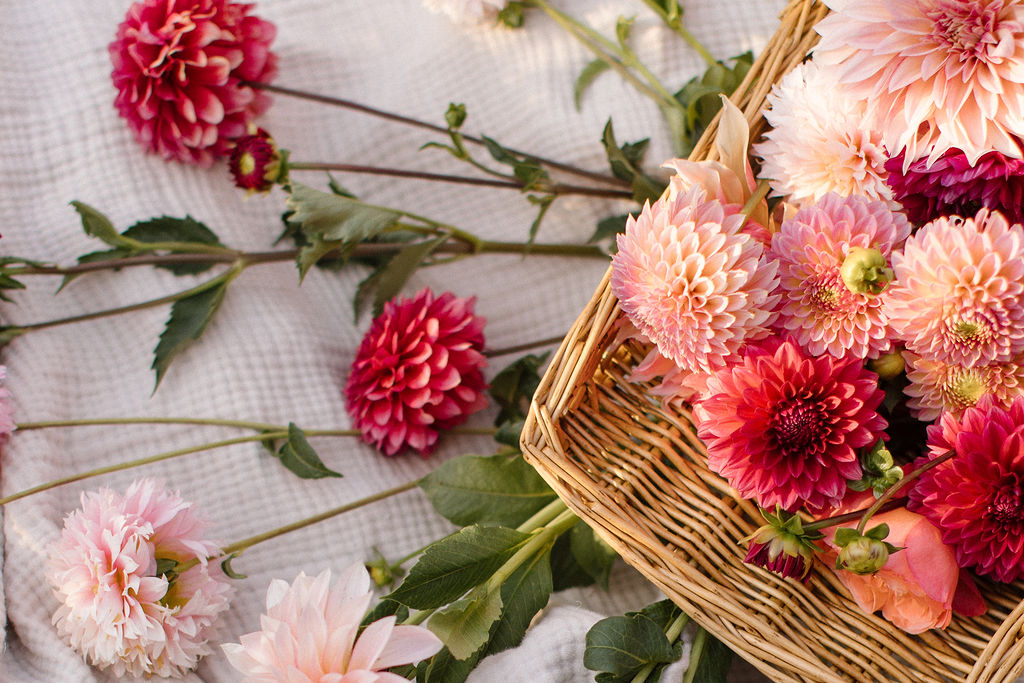 A basket of fresh-cut dahlias laid out on linen