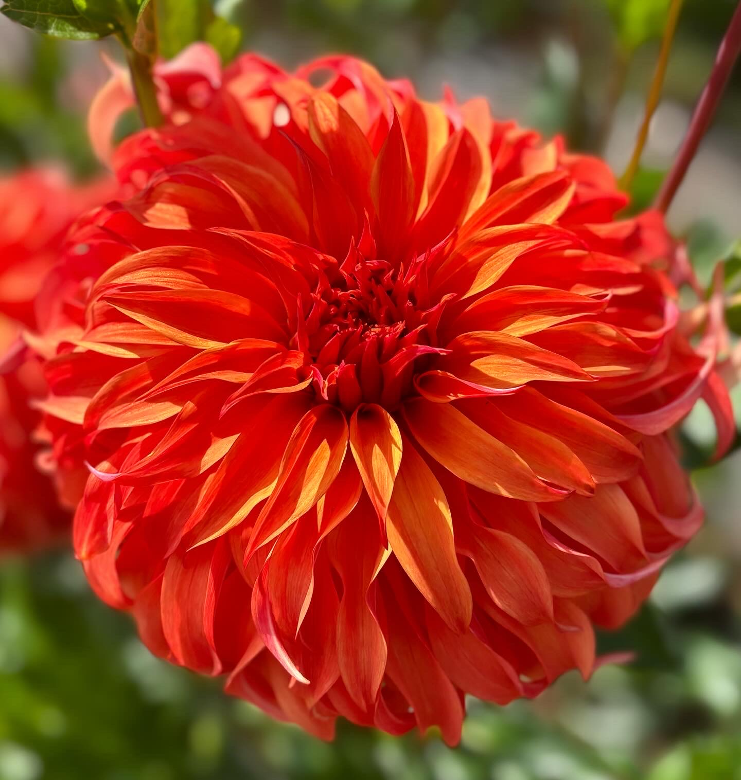 A vivid orange-red Bloomquist Jean dinnerplate dahlia in full bloom.