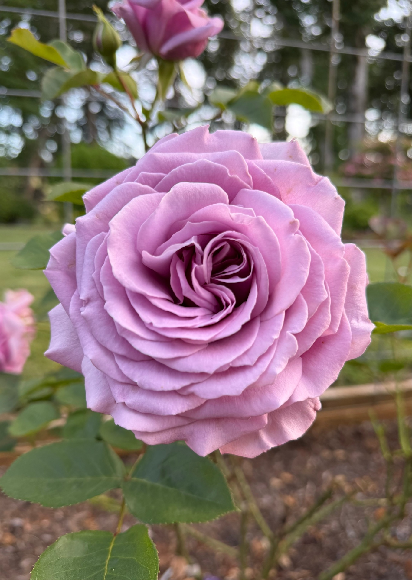 A pale lavender-pink Love Song rose photographed in soft evening light, with a tightly swirled center and open outer petals.