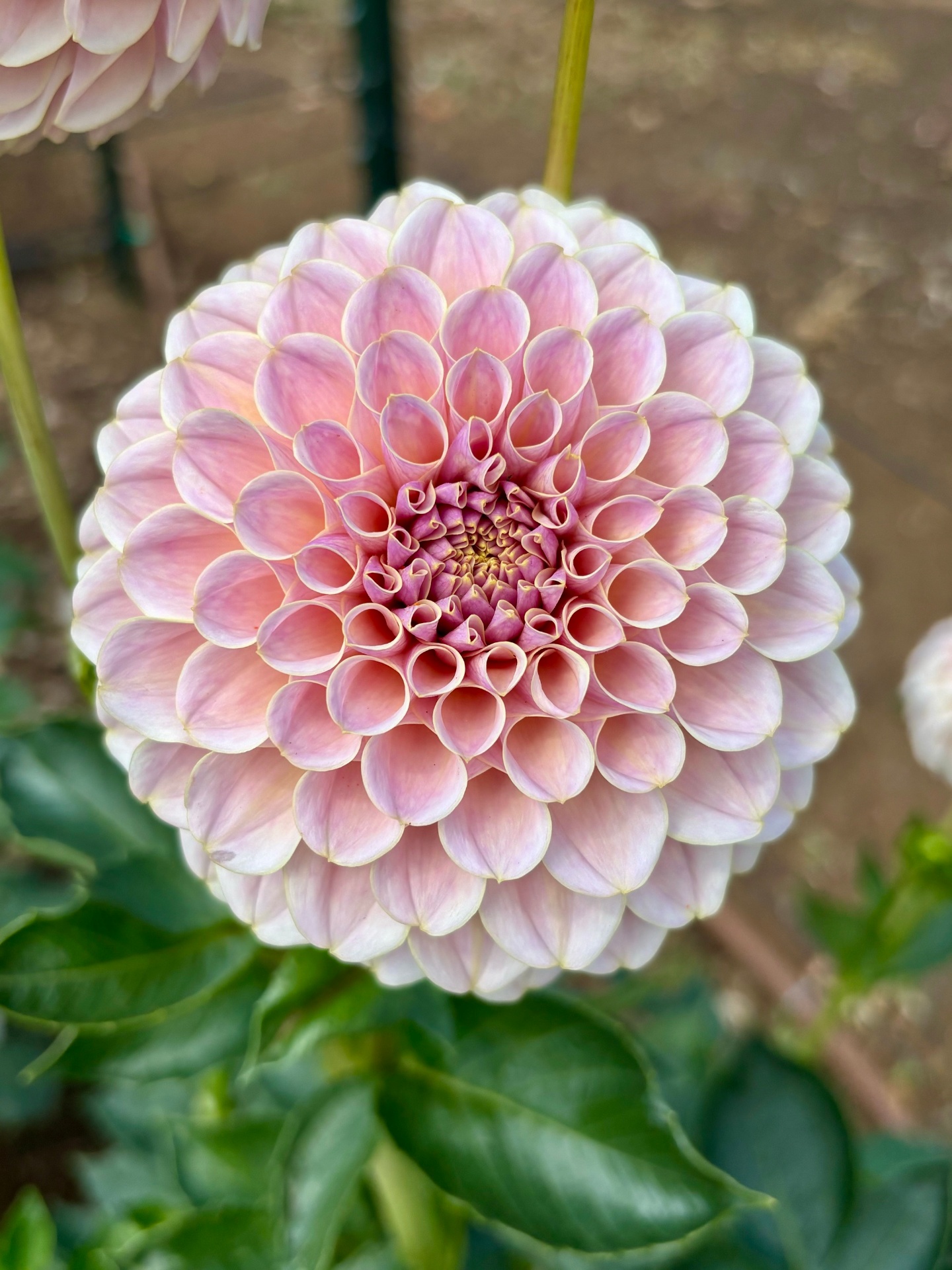 A blush pink ball-form dahlia with perfectly rolled, quill-like petals.