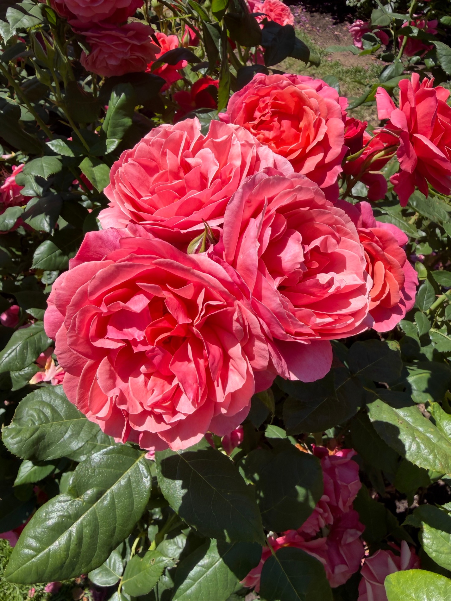 A cluster of fully double coral pink roses with dense, ruffled petals.
