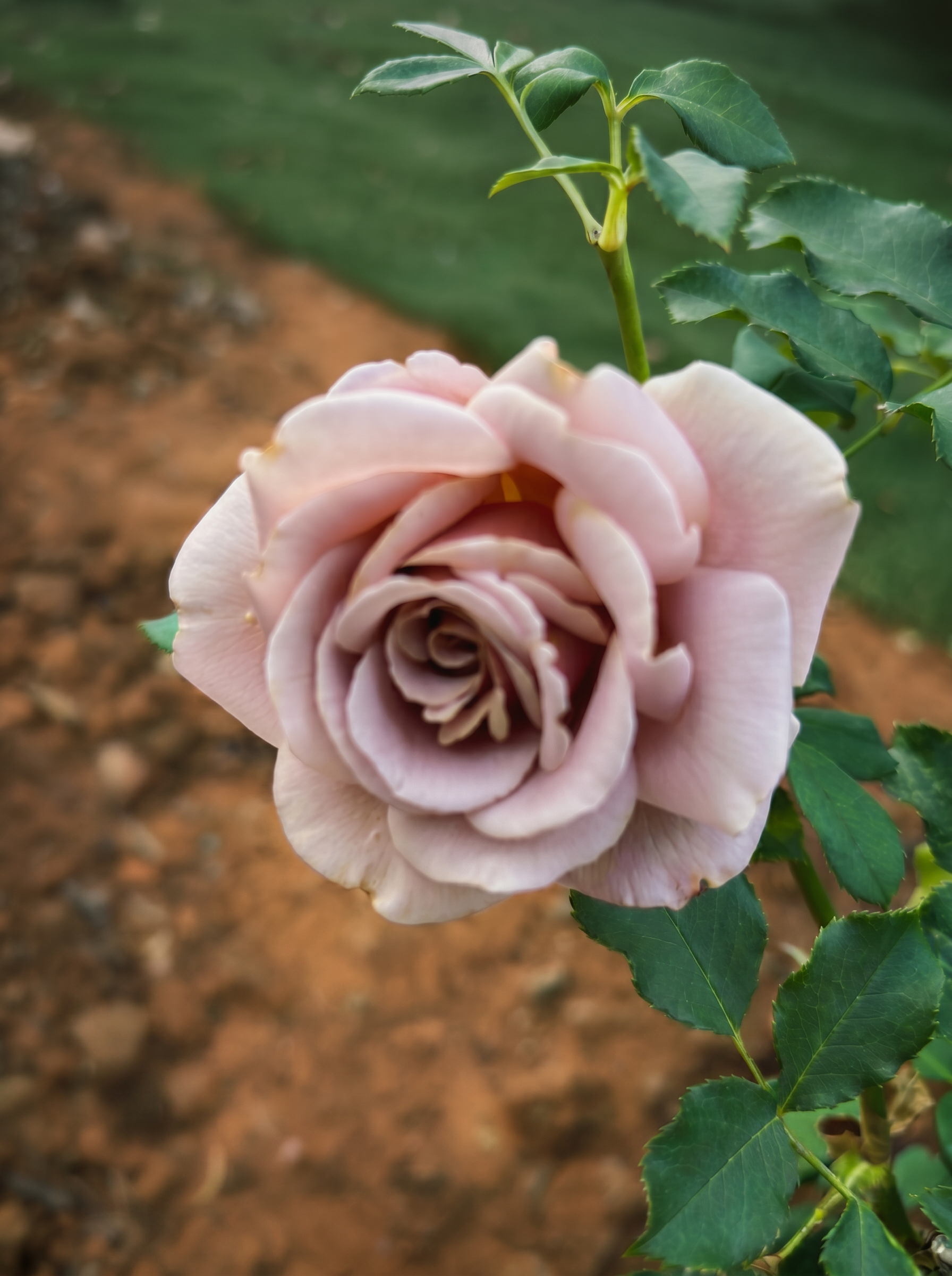 A pale lavender-blush Koko Loko rose photographed in cool morning light, petals almost silver at the edges.