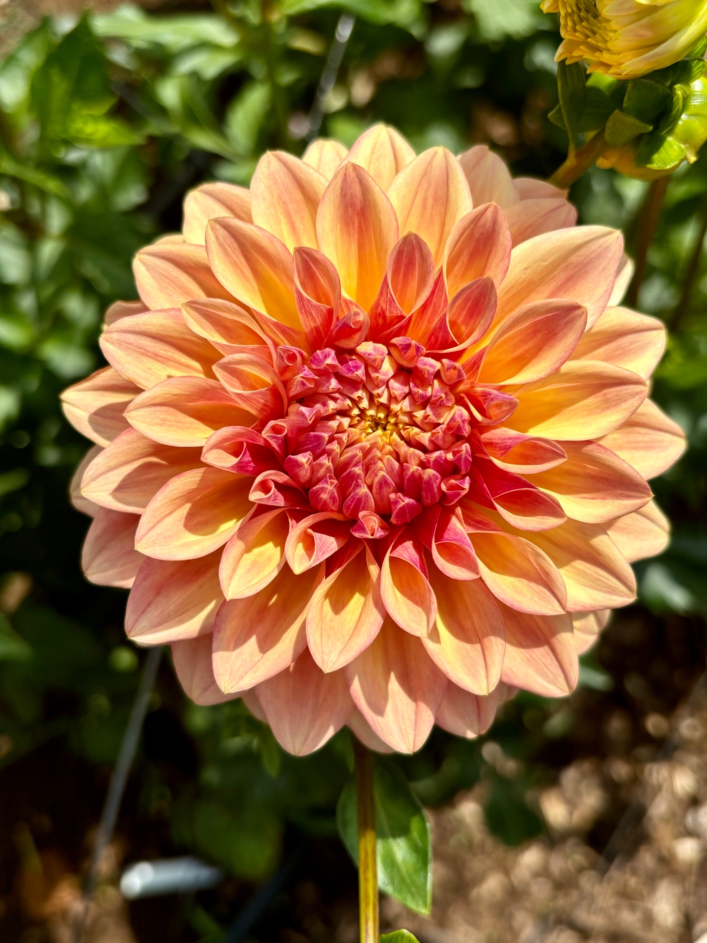 A peach and apricot decorative dahlia with warm yellow heart and rose-tipped petals.