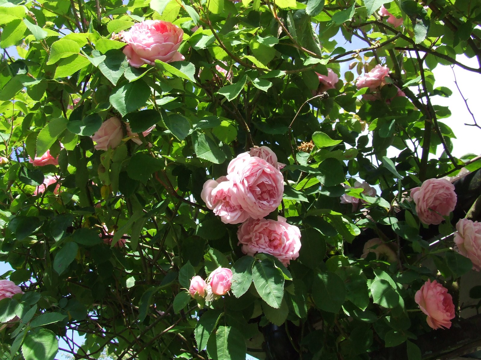 The Making of the English Rose: David Austin’s Breeding Story