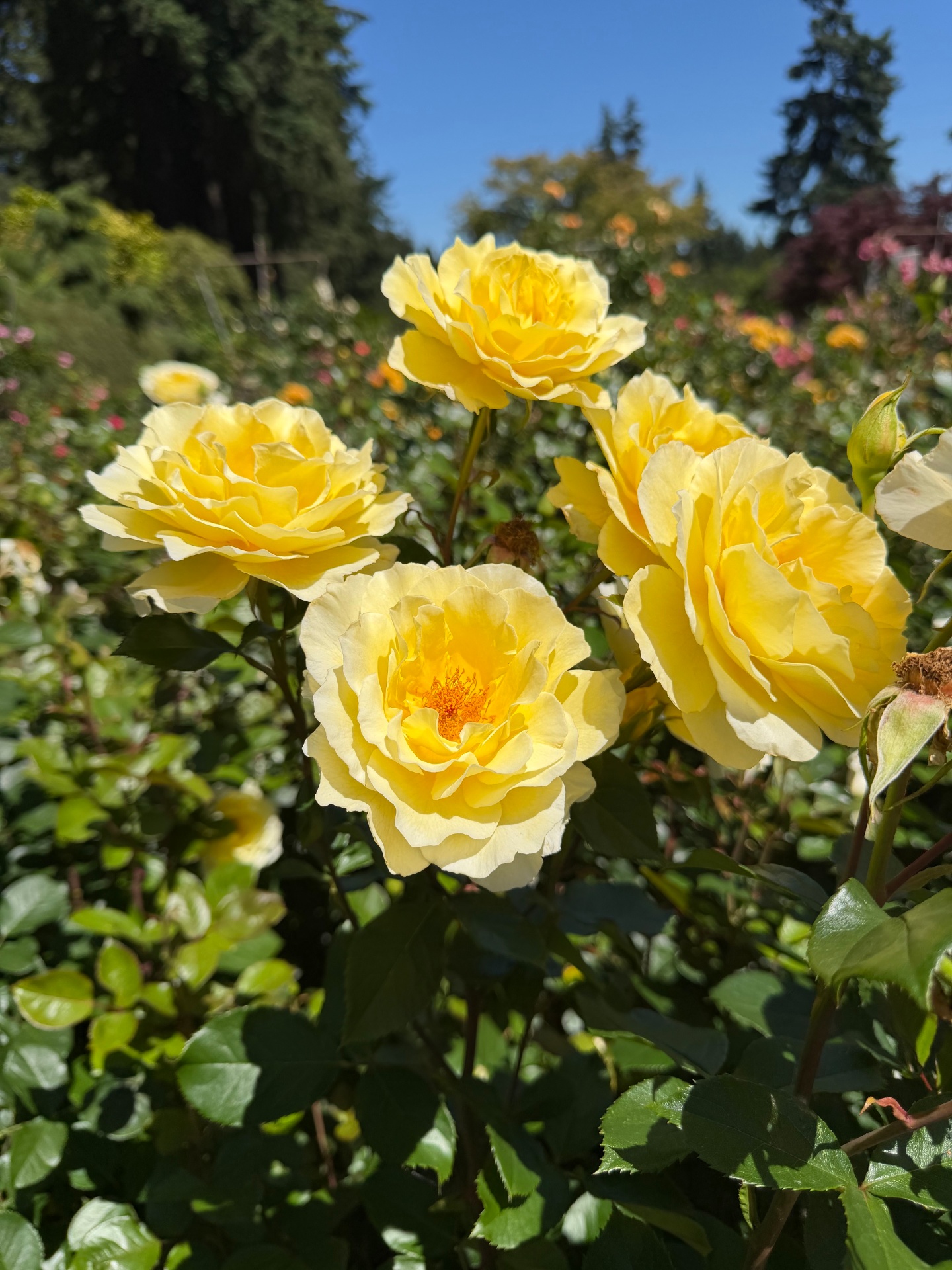 A cluster of soft yellow repeat-flowering roses in full bloom against a sunlit garden.