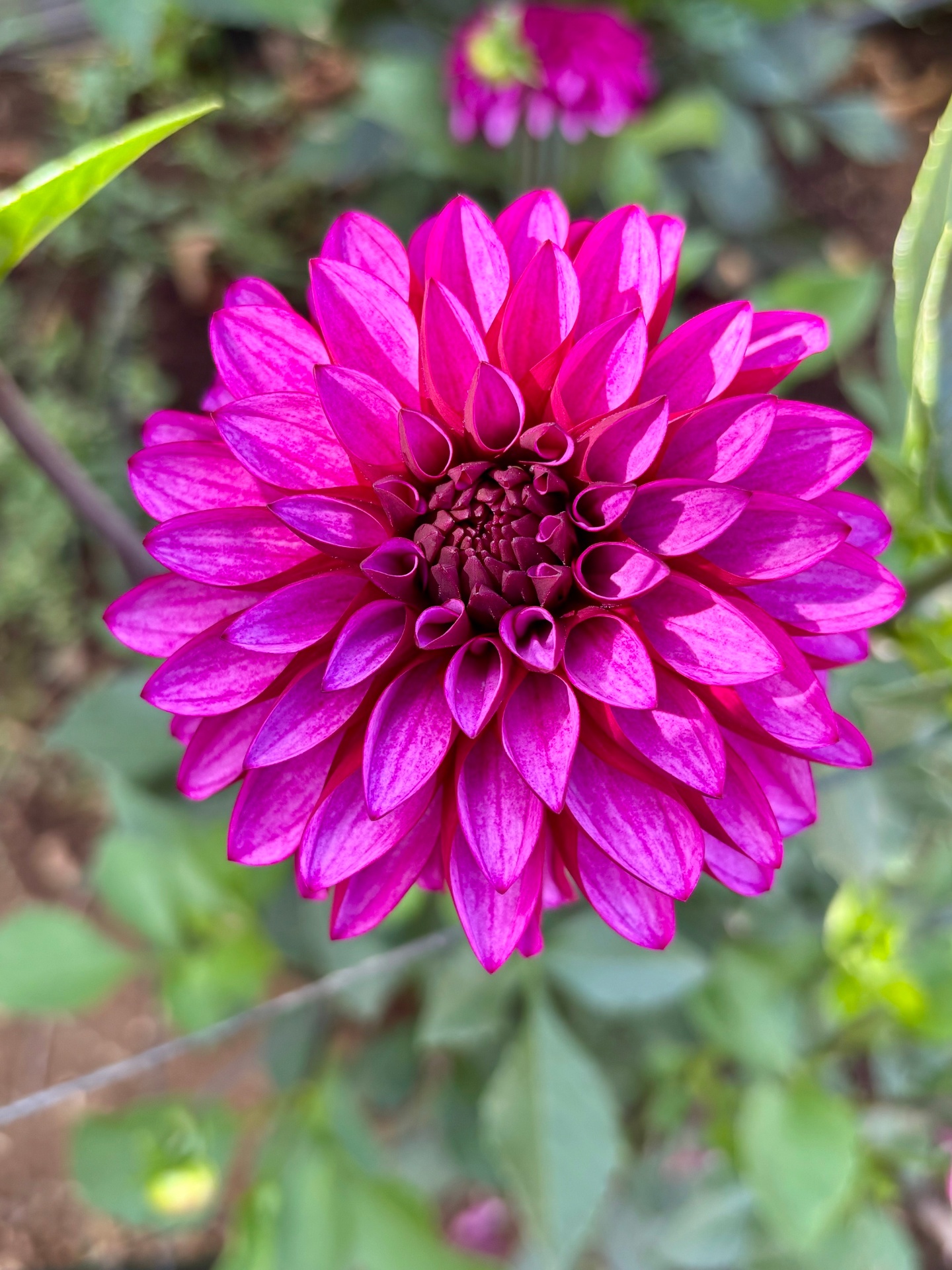 A bright magenta ball-form dahlia.