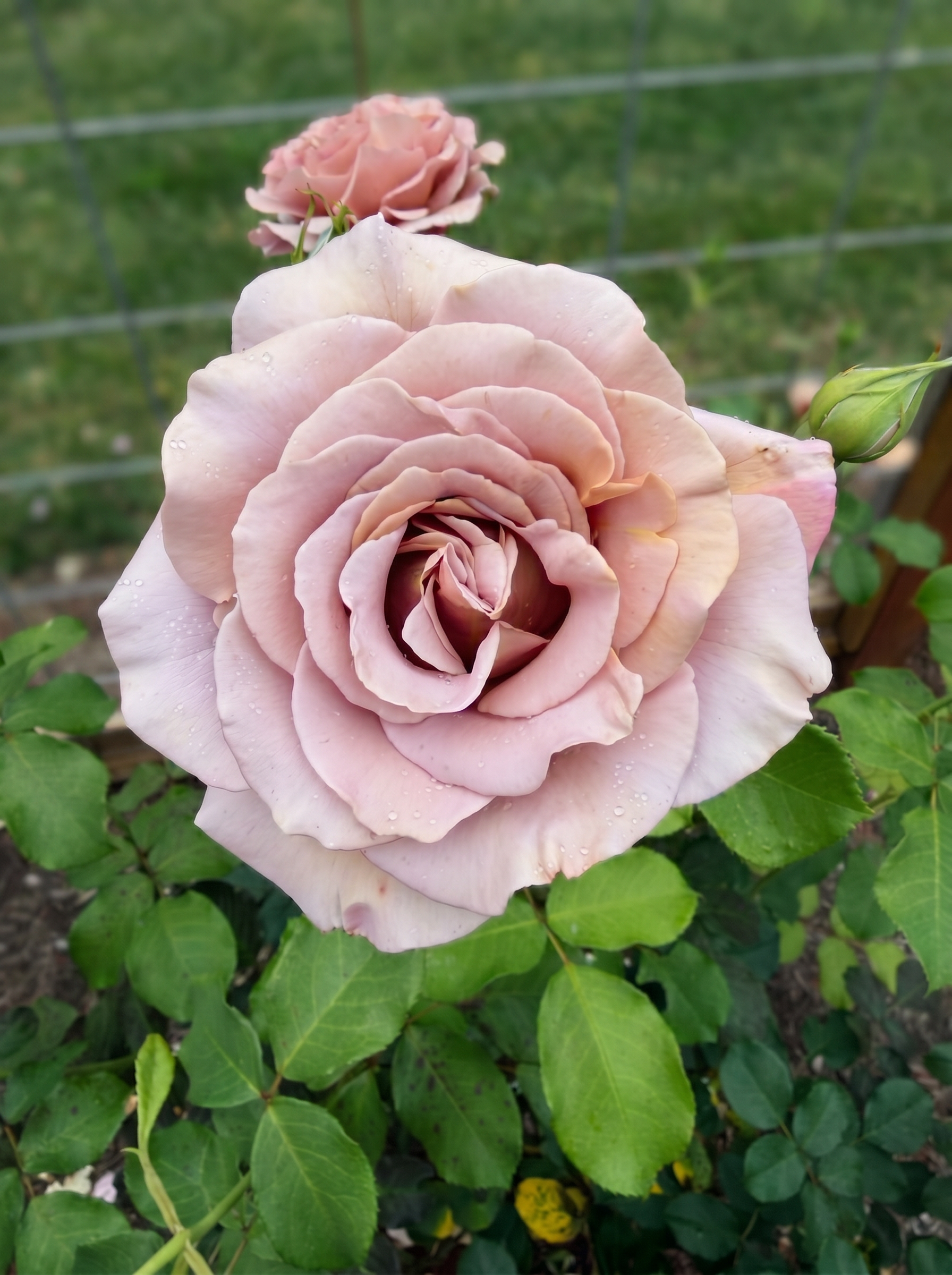 A large open Koko Loko rose covered in dew, petals a soft lavender-mocha against green foliage.