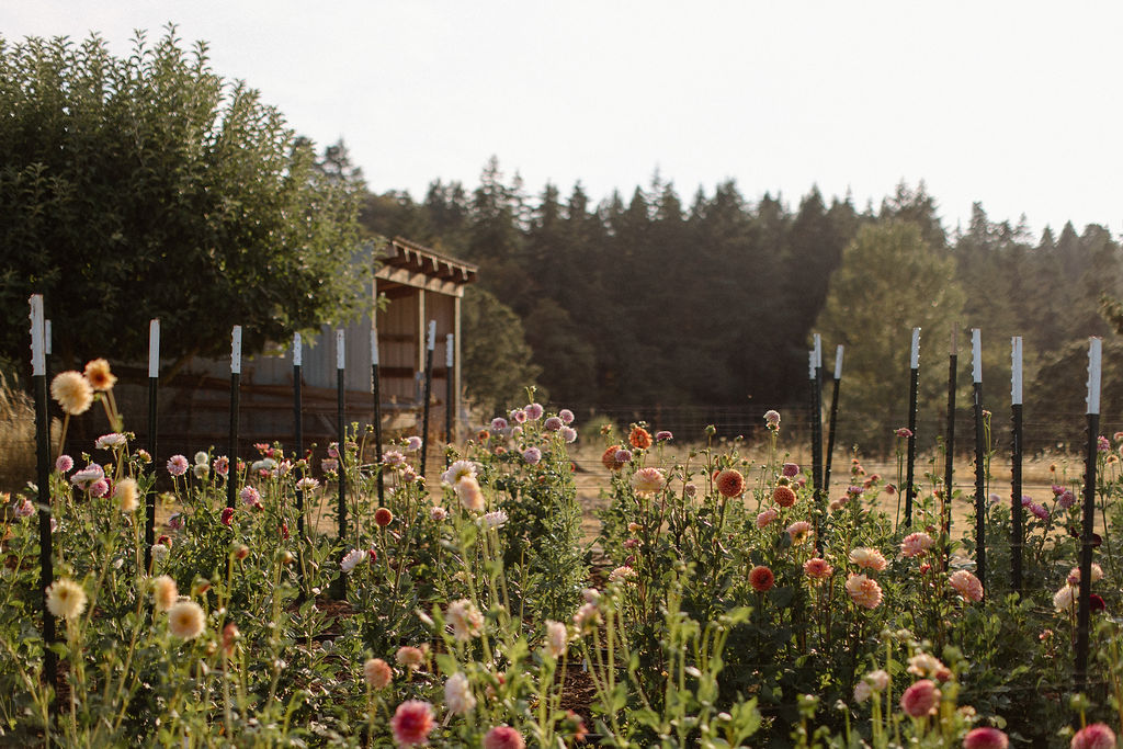 A field note on dahlia season