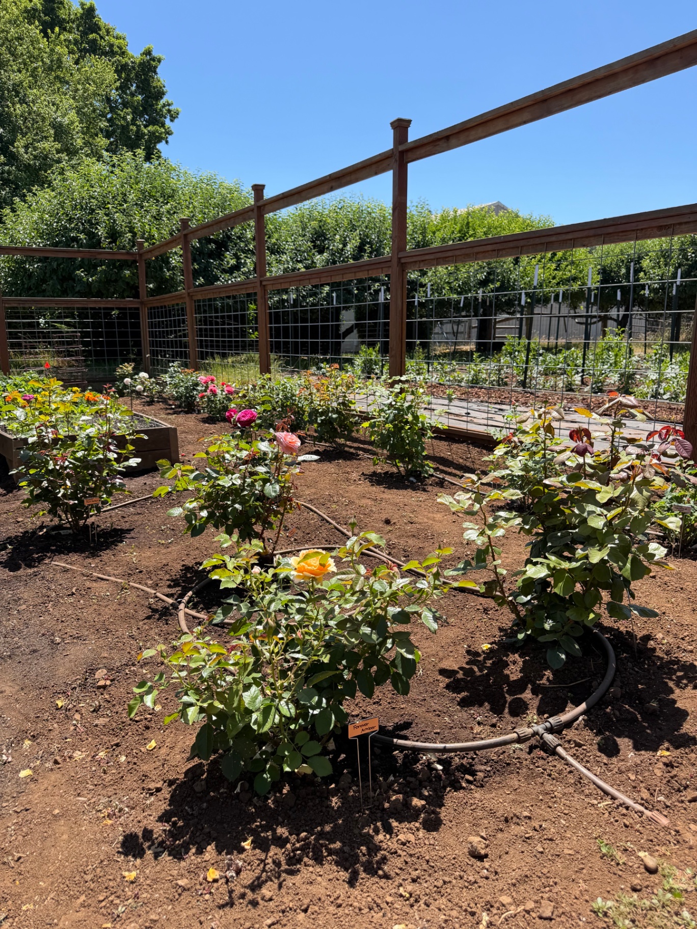 My rose selection philosophy: what earns a place in the collection