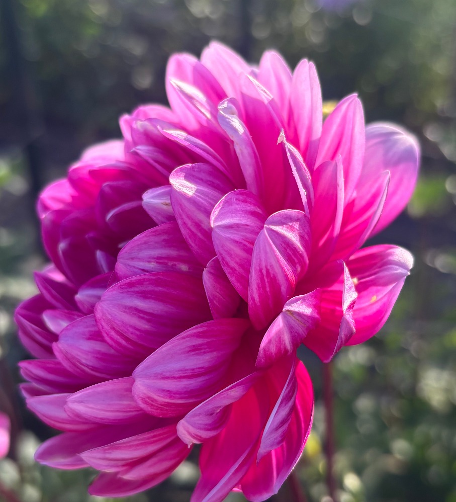 A vivid magenta-pink waterlily-form dahlia growing in the field.