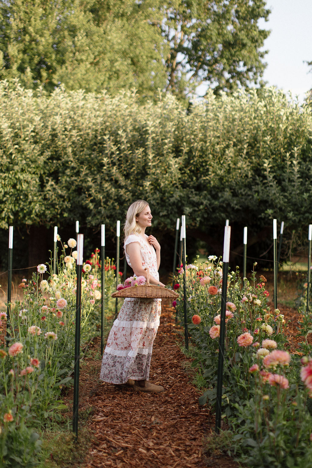 Christine Clair holding a trug basket of dahlias among the dahlia rows in the Willamette Valley
