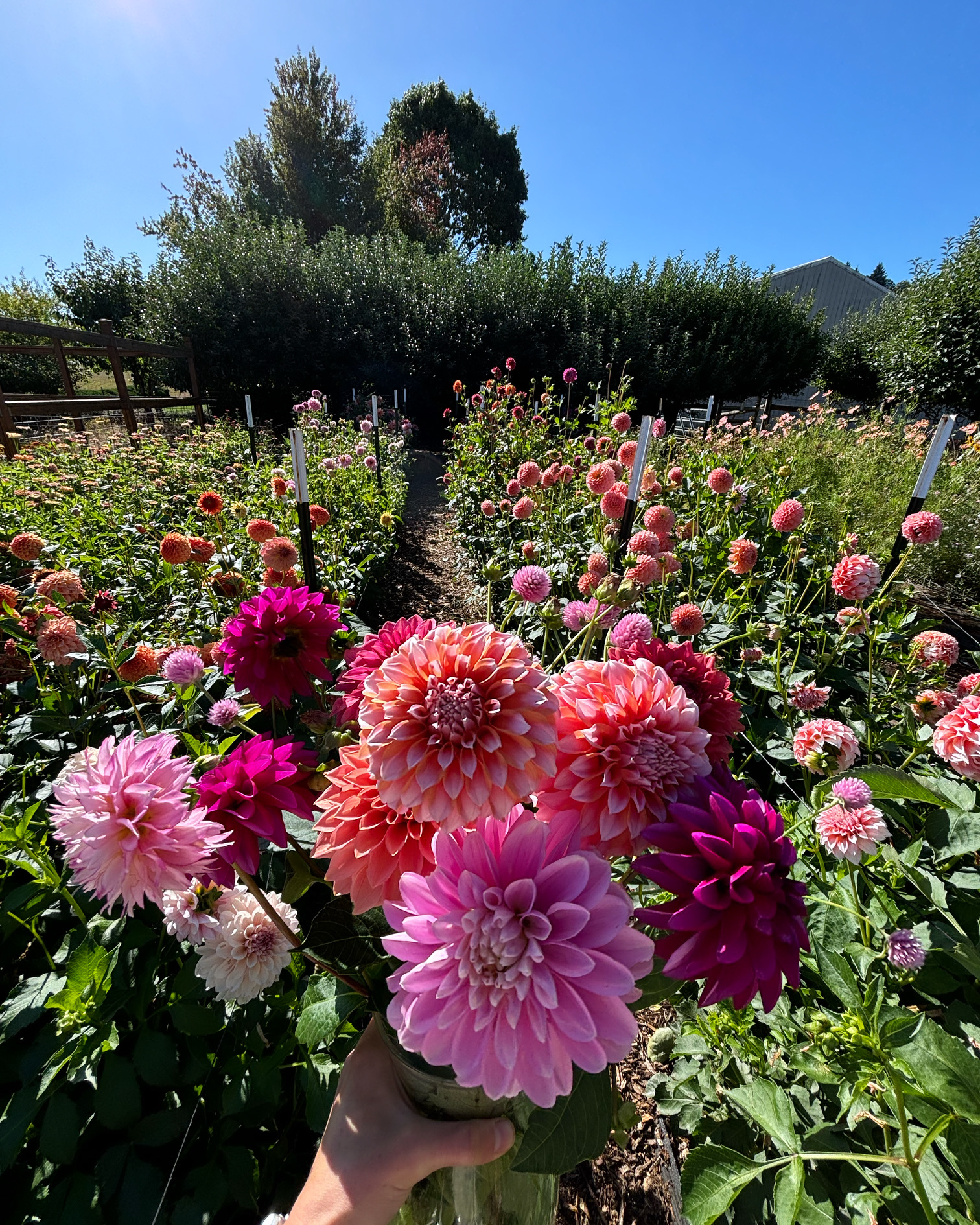 A hand holding a lush field-cut bouquet of coral, pink, and magenta dahlias against a row of blooming plants.