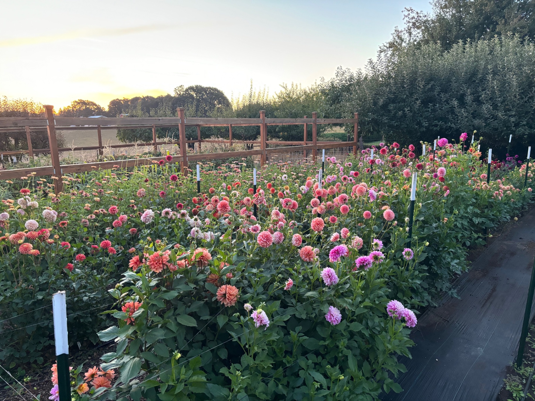 Long rows of dahlias supported by the corral method — green stakes and horizontal twine holding up hundreds of blooming plants at sunset.