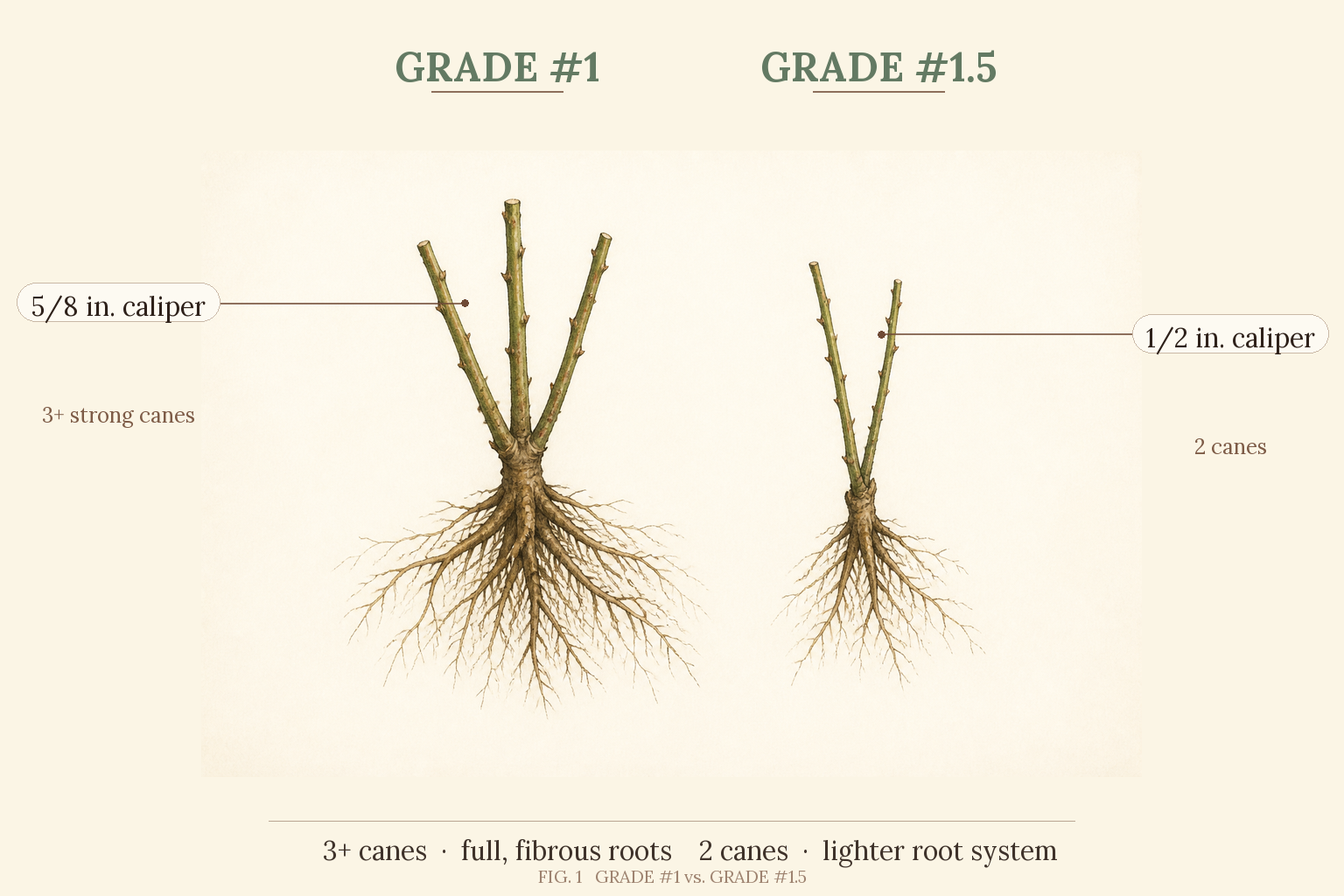Bare Root Rose Grades Explained: #1 vs #1.5