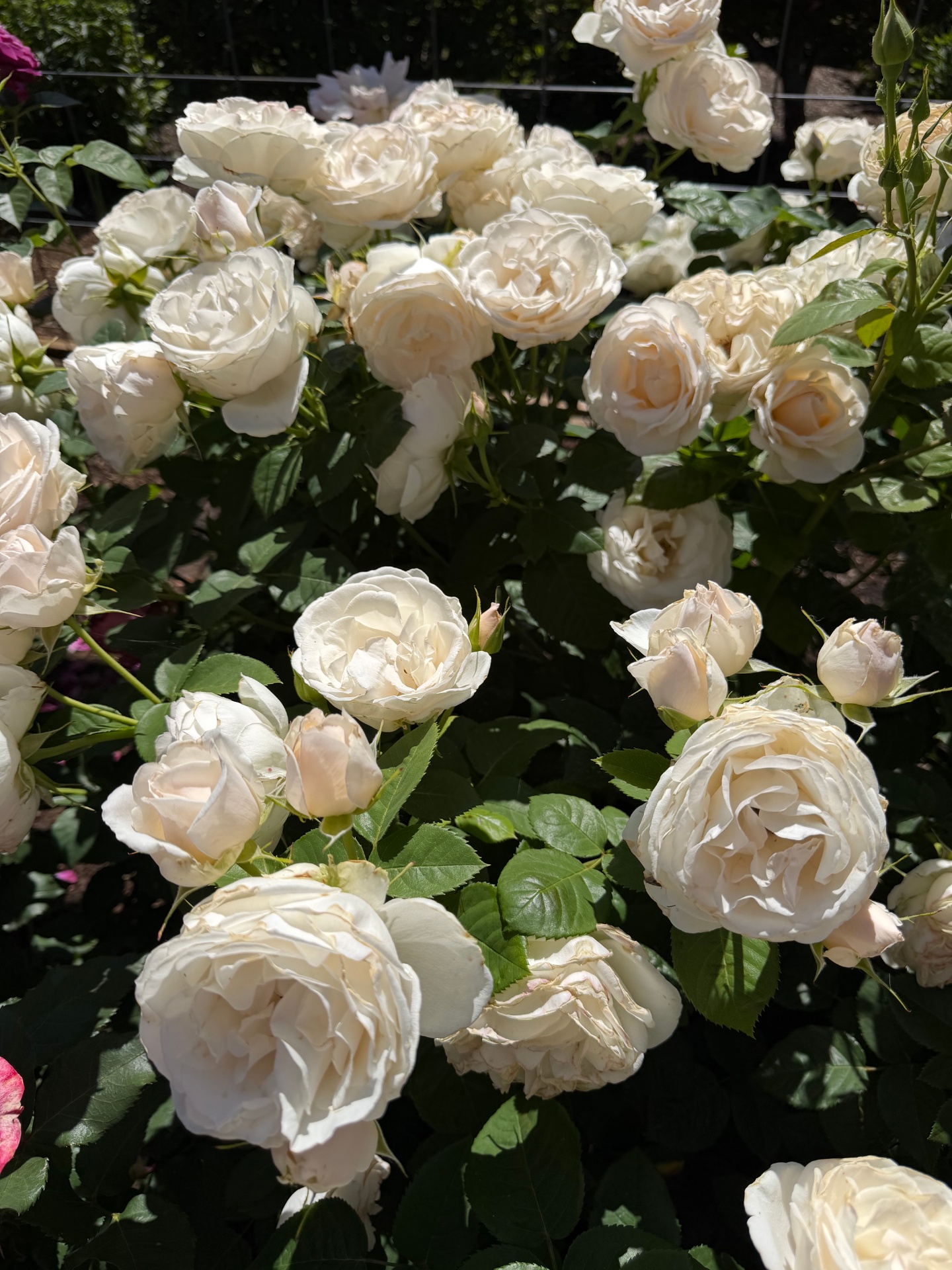 How to keep your roses happy through the summer