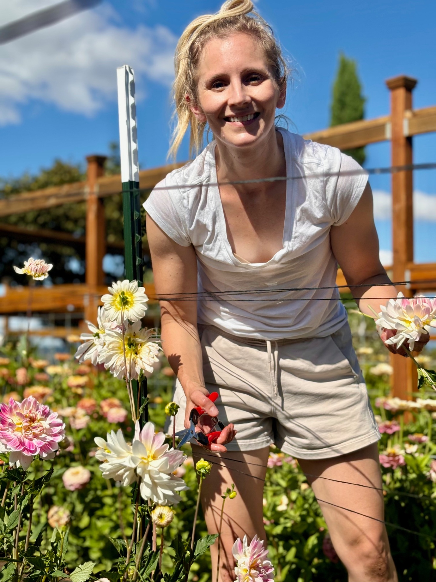Christine cutting dahlias in the field with garden snips