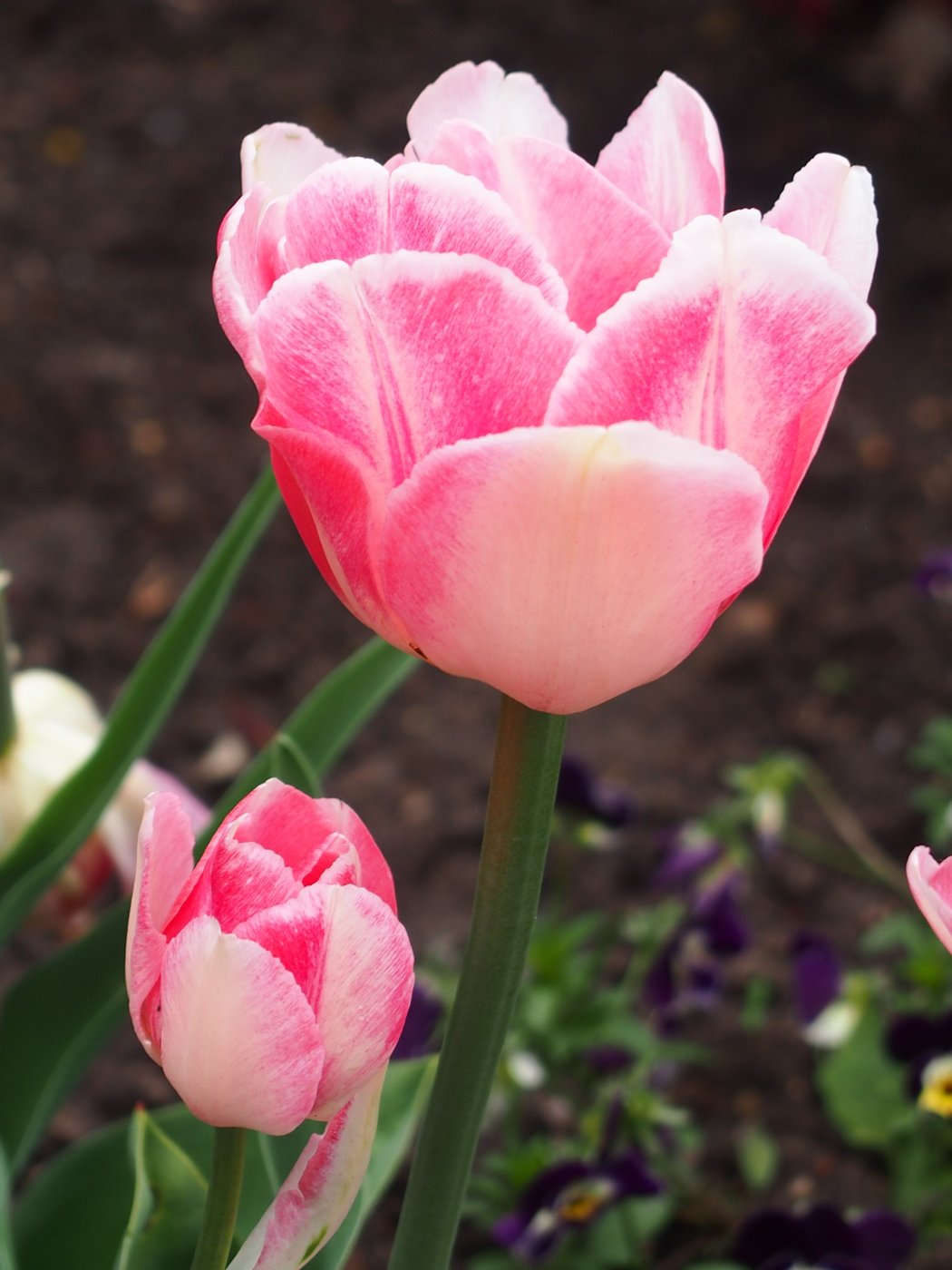 Soft pink double tulip in bloom