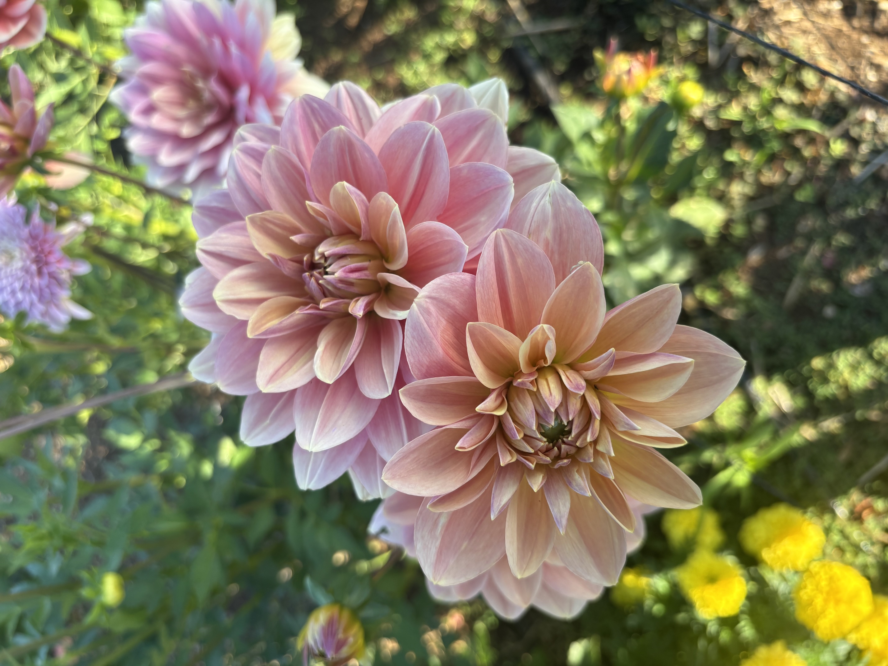 Pair of blush and peach dahlias in the field