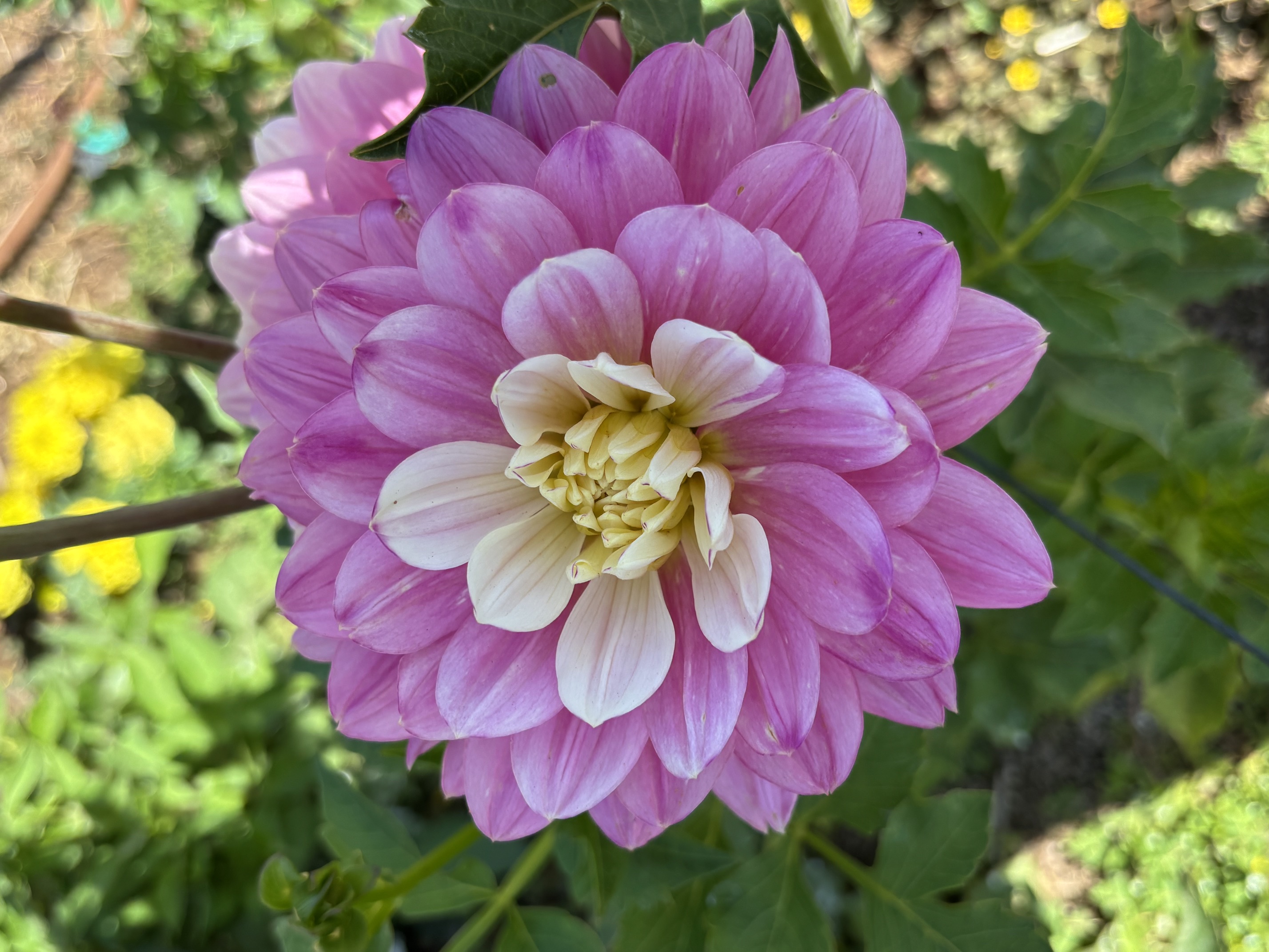 Pink dinnerplate dahlia with creamy yellow center