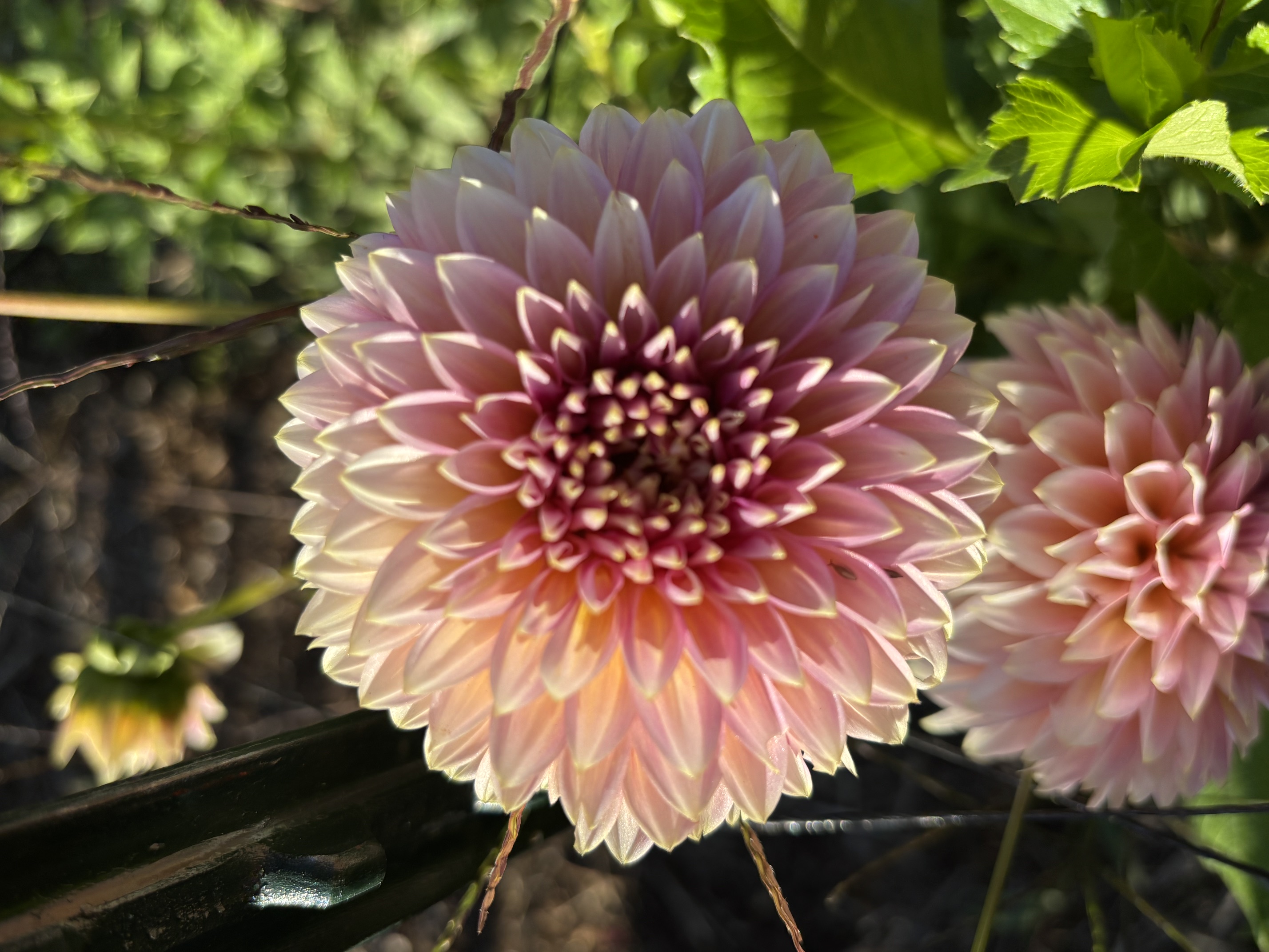 Cream and pink dahlia bloom up close
