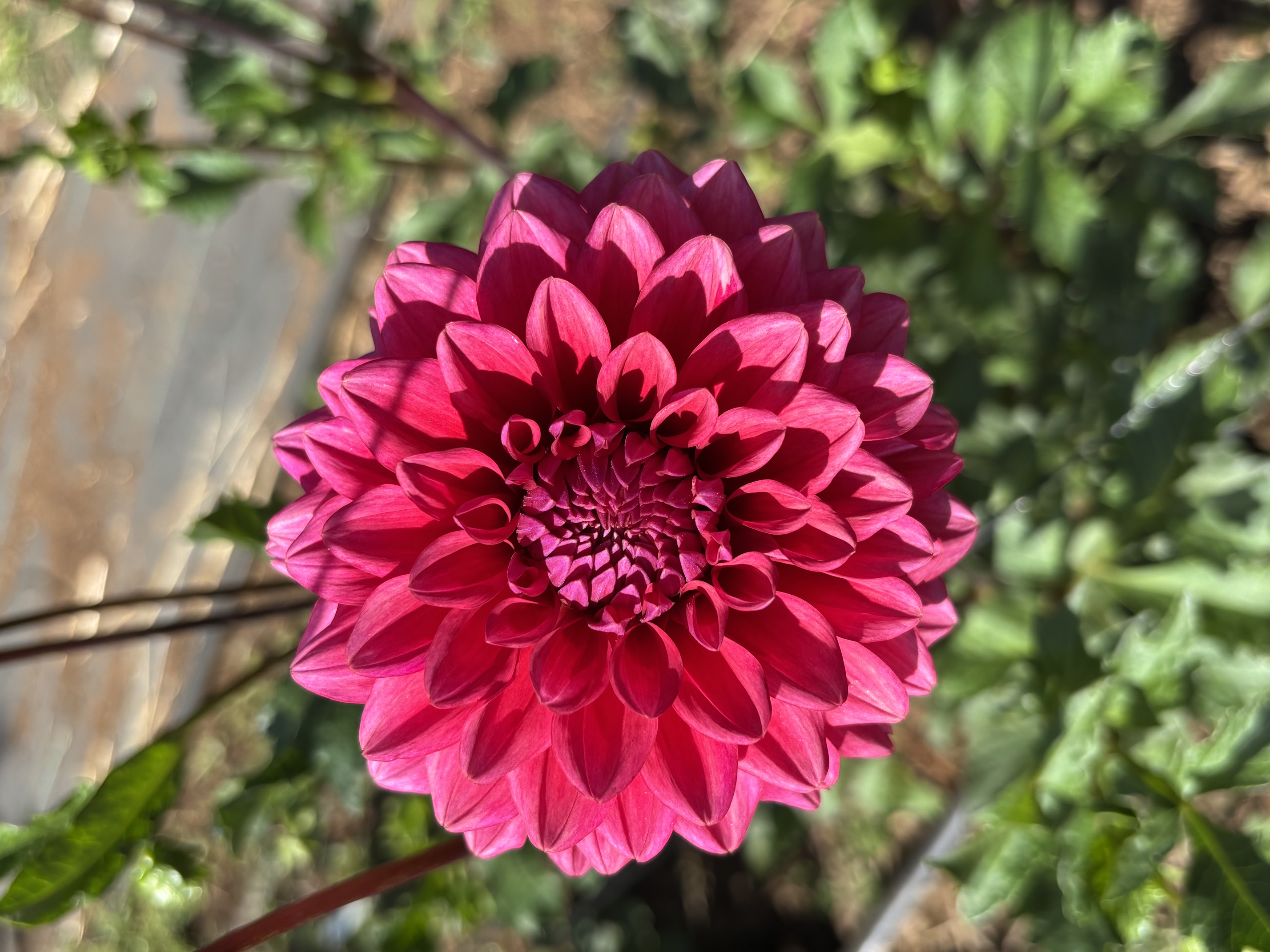 Vivid magenta dahlia in the cutting garden