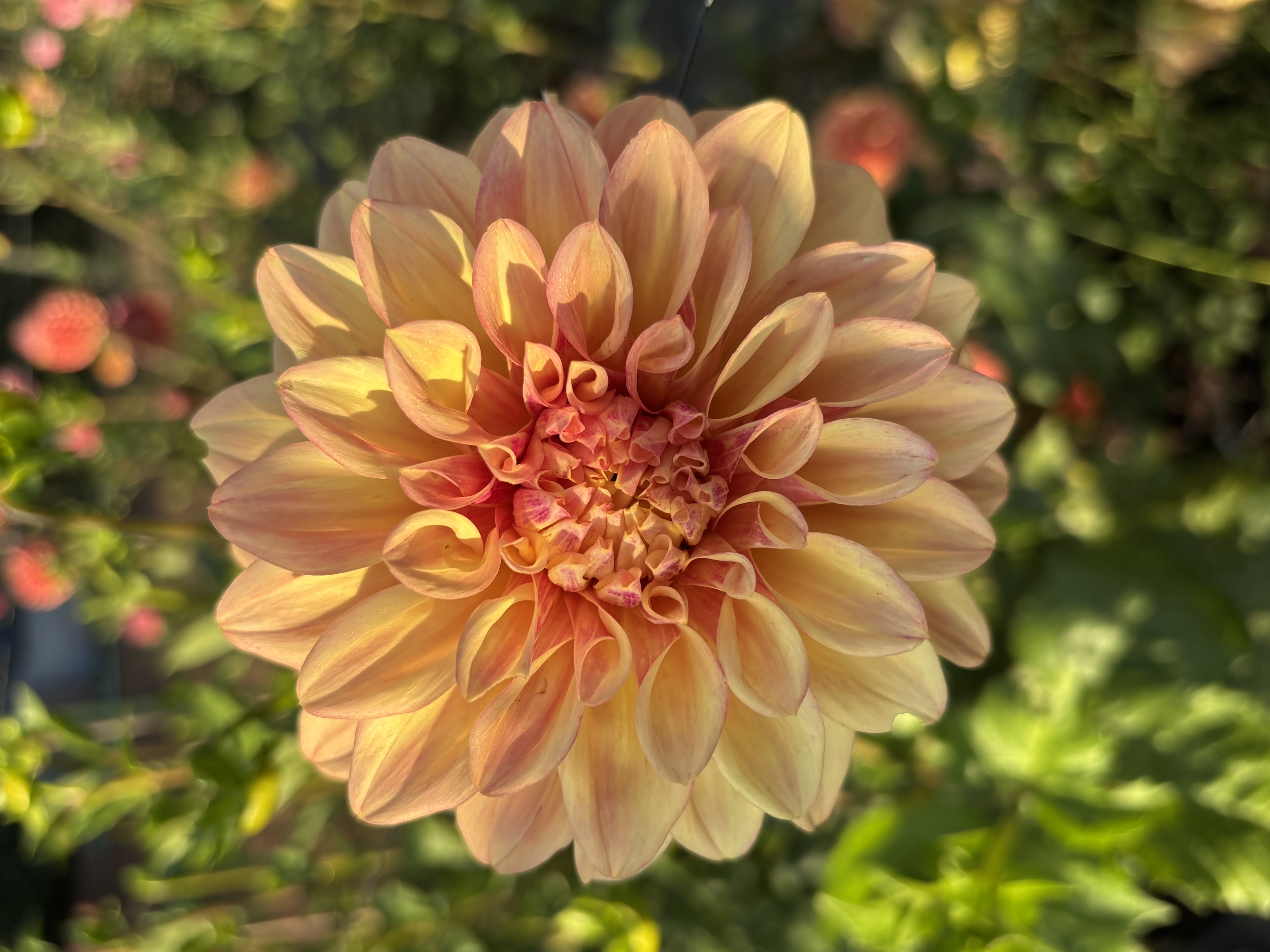 Peach and apricot dahlia bloom in golden light