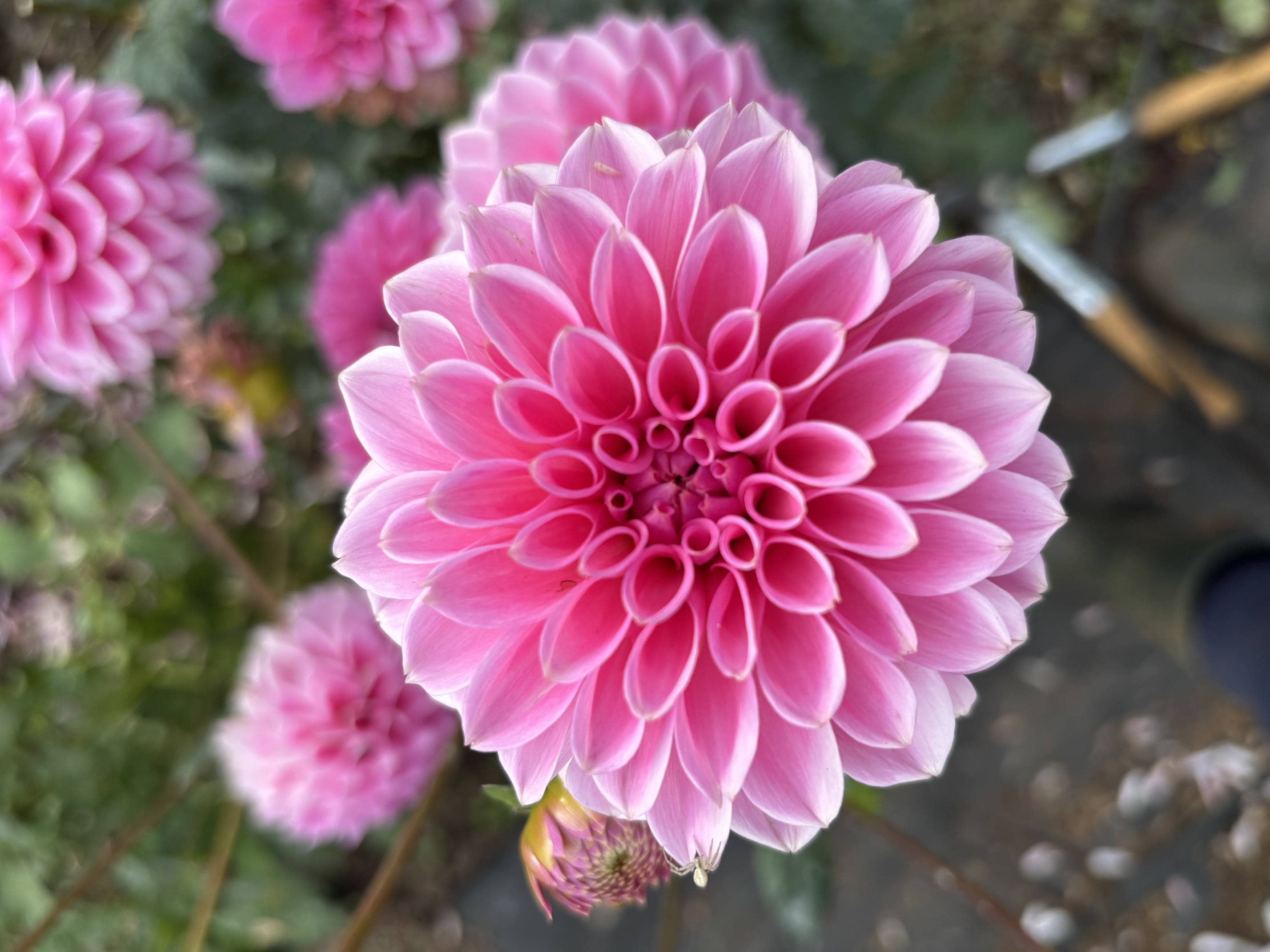 Perfect pink ball dahlia in full form