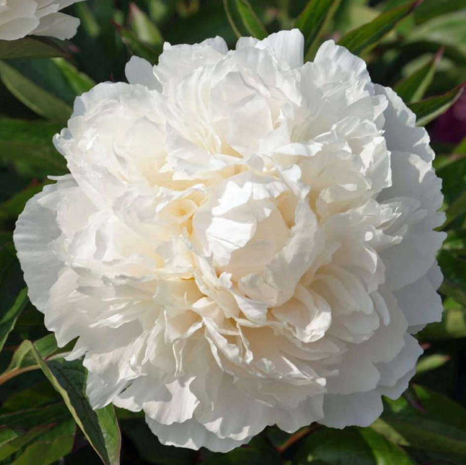 Bowl-shaped cream peony bloom