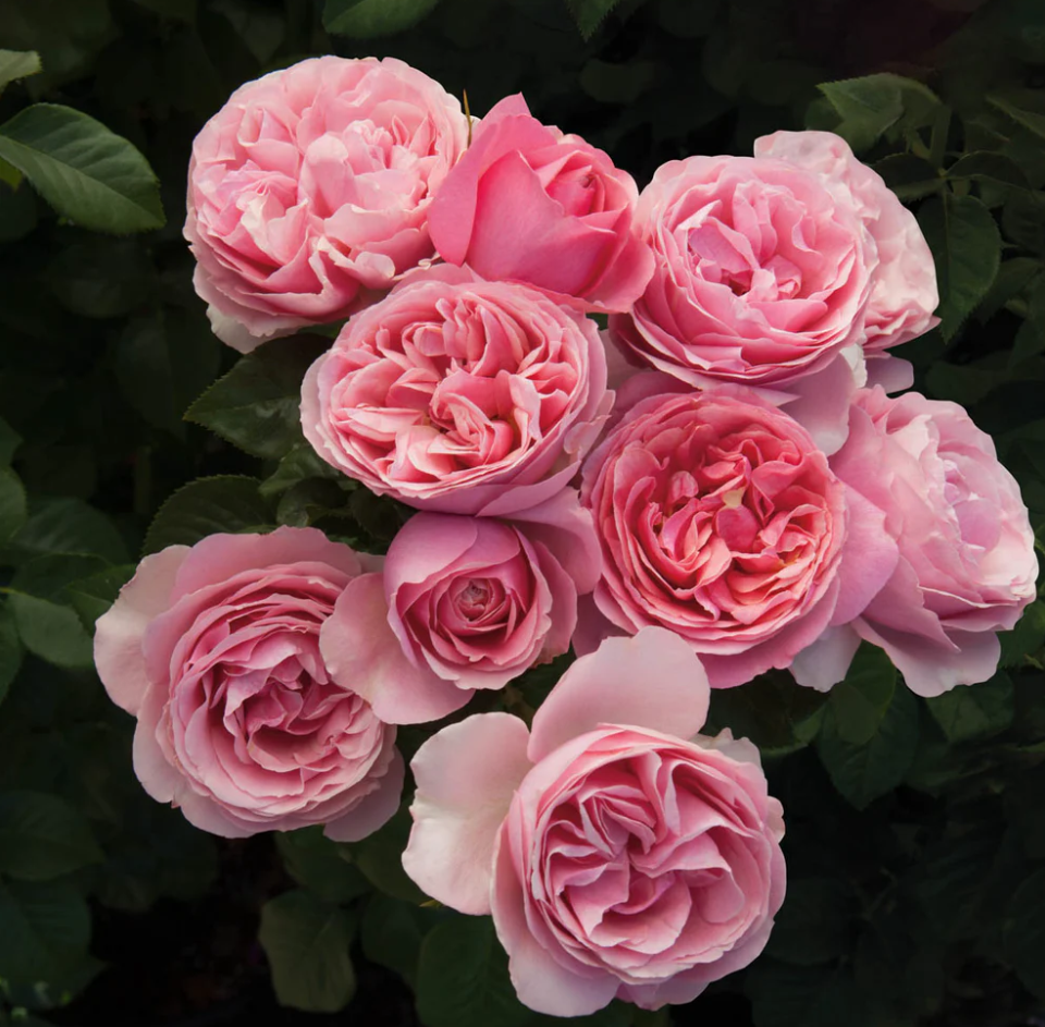 Cluster of soft pink roses