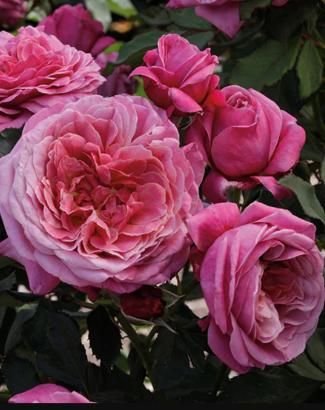 Pink garden roses in full bloom
