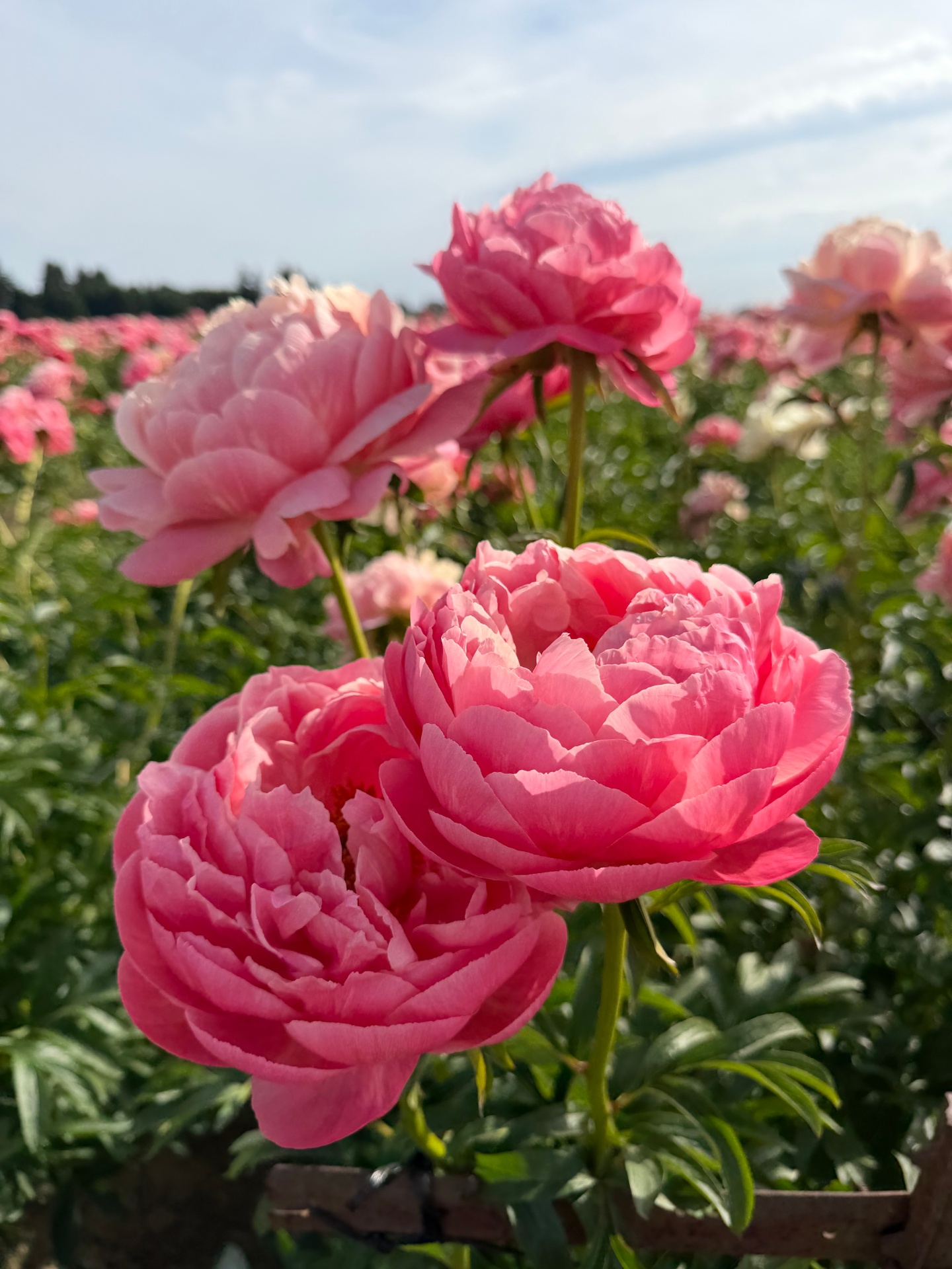 Coral pink peonies in the field