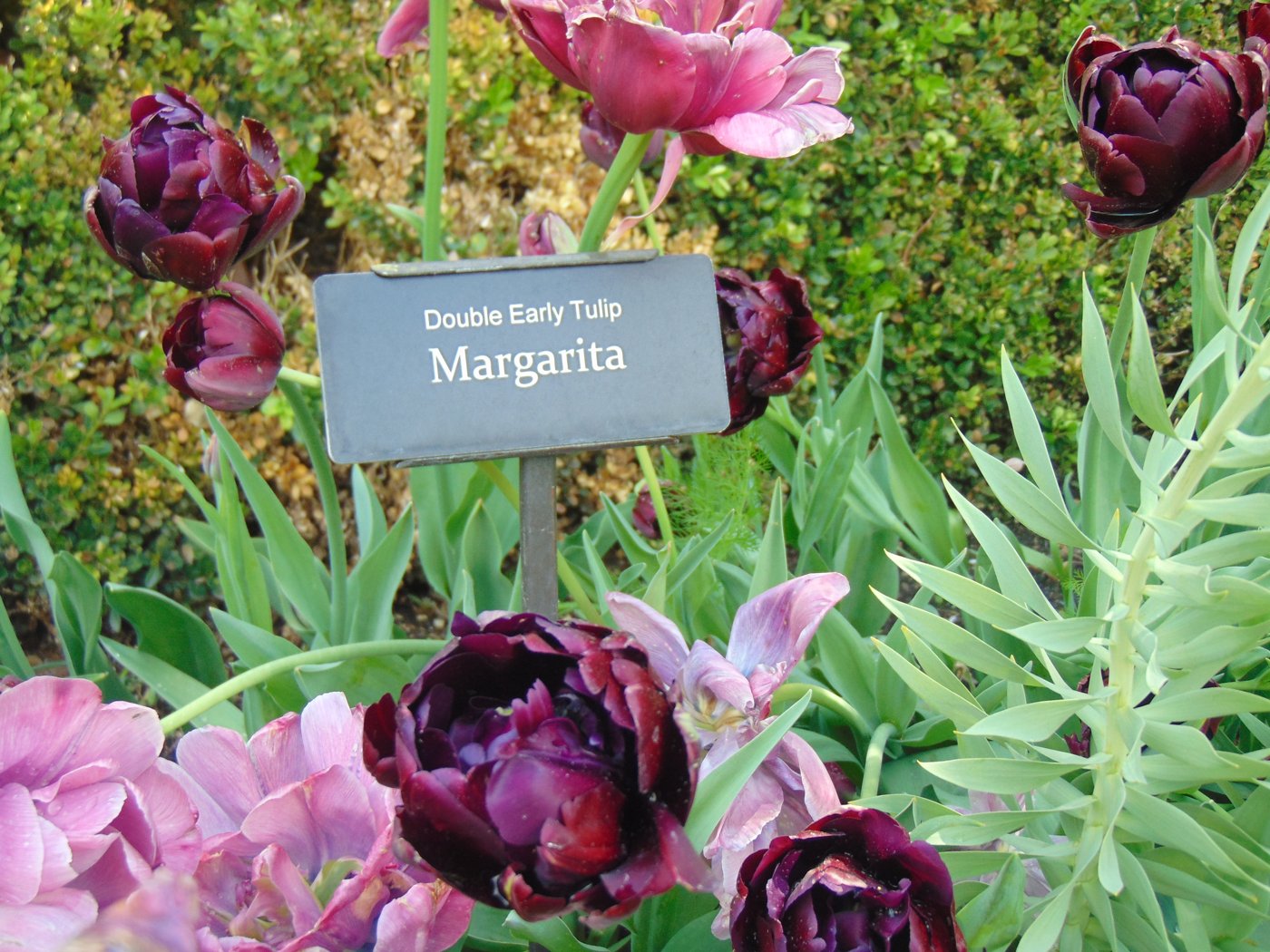 Magenta double tulip cluster